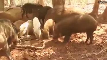 Ular Piton Besar Jadi Korban Balas Dendam Kawanan Babi