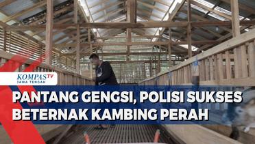Pantang Gengsi, Polisi Sukses Beternak Kambing Perah