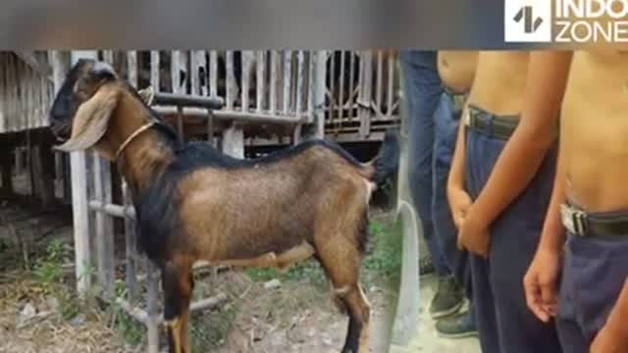 Kambing Ini Diperkosa Oleh Anak-anak di Kerawang