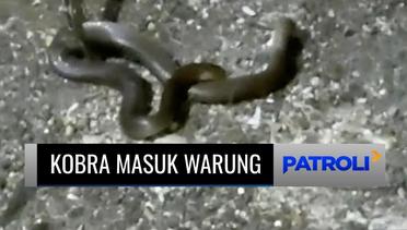 Seekor Ular Kobra Tiba-tiba Masuk Warung Makan di Lamongan, Warga Panik! | Patroli
