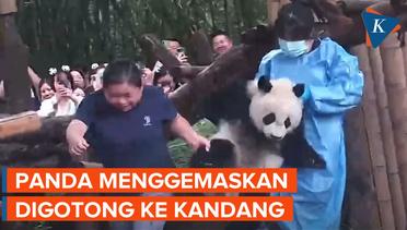 Tingkah Lucu Anak Panda Saat Bermalas-malasan, Digotong Penjaga Masuk Kandang