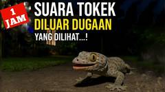 Suara Tokek Bikin Anak Cepat Bobok. 1 Jam Full