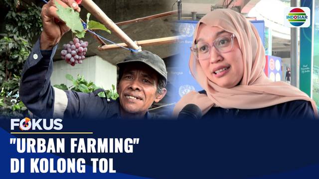 "Urban Farming" di Kolong Tol | Fokus