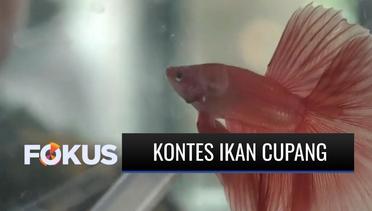 Keren! Ikan-Ikan Cupang di Banyuwangi Ini Ikuti Kontes Nasional | Fokus