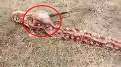 HEBOH!! Kerangka Naga Raksasa Ditemukan di China Hari Ini