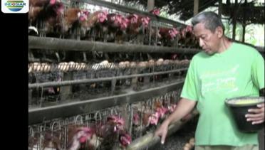 Dolar Naik, Peternak Ayam di Sejumlah Daerah Terkena Dampak - Fokus 