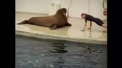 Anjing walrus yang cerdas