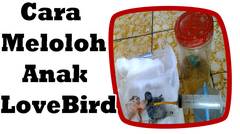 Meloloh/Ngasih Makan Anak Burung Lovebird Pake Sendok