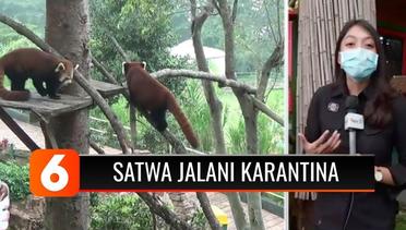 Intip saat Satwa di Taman Safari Jalani Karantina karena Pandemi Covid-19