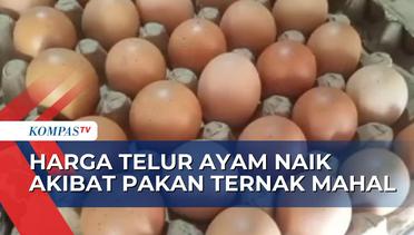 Tak Hanya Ayam Potong, Harga Telur Ayam juga Ikut Meroket Jelang Bulan Ramadan!vi