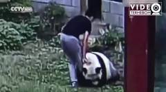 Animals Fight | Manusia vs Panda - Kira Kira siapa yang bakalan menang