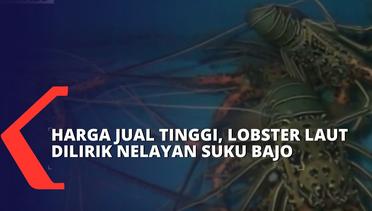 Tembus Pasar Ekspor, Nelayan Ikan Suku Bajo Mulai Beralih ke Lobster Laut