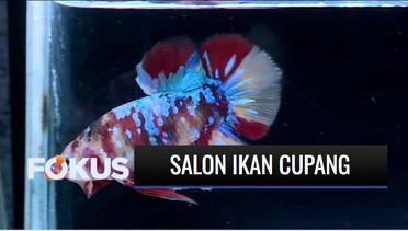 Kini Salon Ikan Cupang Juga Ada di Jakarta Barat! | Fokus