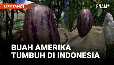 Pepino, Buah Asli Amerika yang Tumbuh di Indonesia