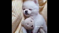 Funny , Anjing tidur dengan Boneka