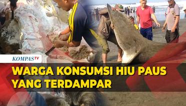 Hiu Paus Terdampar di Cianjur, Warga Ramai-ramai Potong Dagingnya