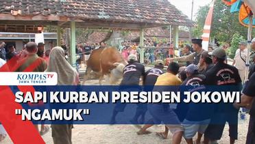 Sapi Kurban Presiden Jokowi Ngamuk