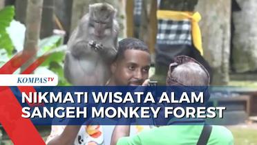 Daya Tarik Wisata Sangeh, Ada 700 Lebih Monyet Jinak yang Bisa Berinteraksi dengan Pengunjung
