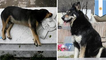 Sedih! Anjing setia temukan makam majikan dan tunggu di sana selama 11 tahun - TomoNews