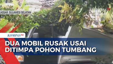 Dua Mobil Rusak Usai Ditimpa Pohon Tumbang Di jalan Chairil Anwar Makassar