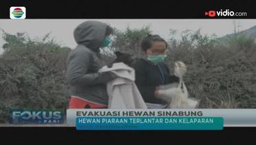 Evakuasi Hewan Sinabung - Fokus Pagi