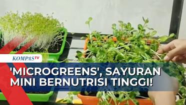 Ayo Coba 'Microgreens', Sayuran Mini Bernutrisi Tinggi!