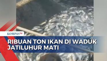 Cuaca Buruk, Ribuan Ton Ikan di Waduk Jatiluhur Mati