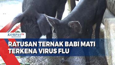 Ratusan Ternak Babi Mati Terkena Virus Flu Babi