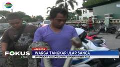 Ular Sanca Kembang Ditangkap Warga di Tepi Kali Sekretaris, Grogol, Jakarta Barat - Fokus Pagi