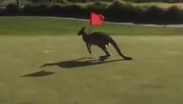 Kanguru yang Penasaran dengan Bendera di Lapangan Golf
