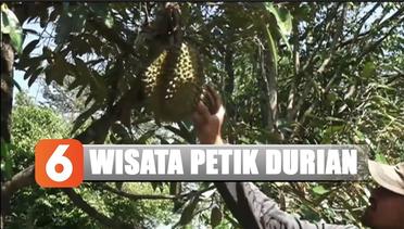Menikmati Sensasi Memetik Durian Langsung Dari Pohonnya