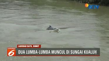 Lumba-Lumba Tersesat di Sungai Kauluh Sumatra Utara Segera Dikembalikan ke Habitatnya - Liputan 6 Terkini