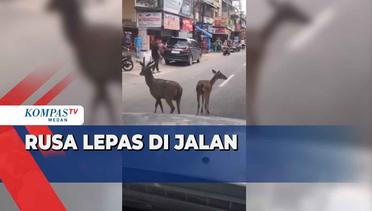 Penampakan 2 Ekor Rusa Lepas di Jalanan Kota Medan