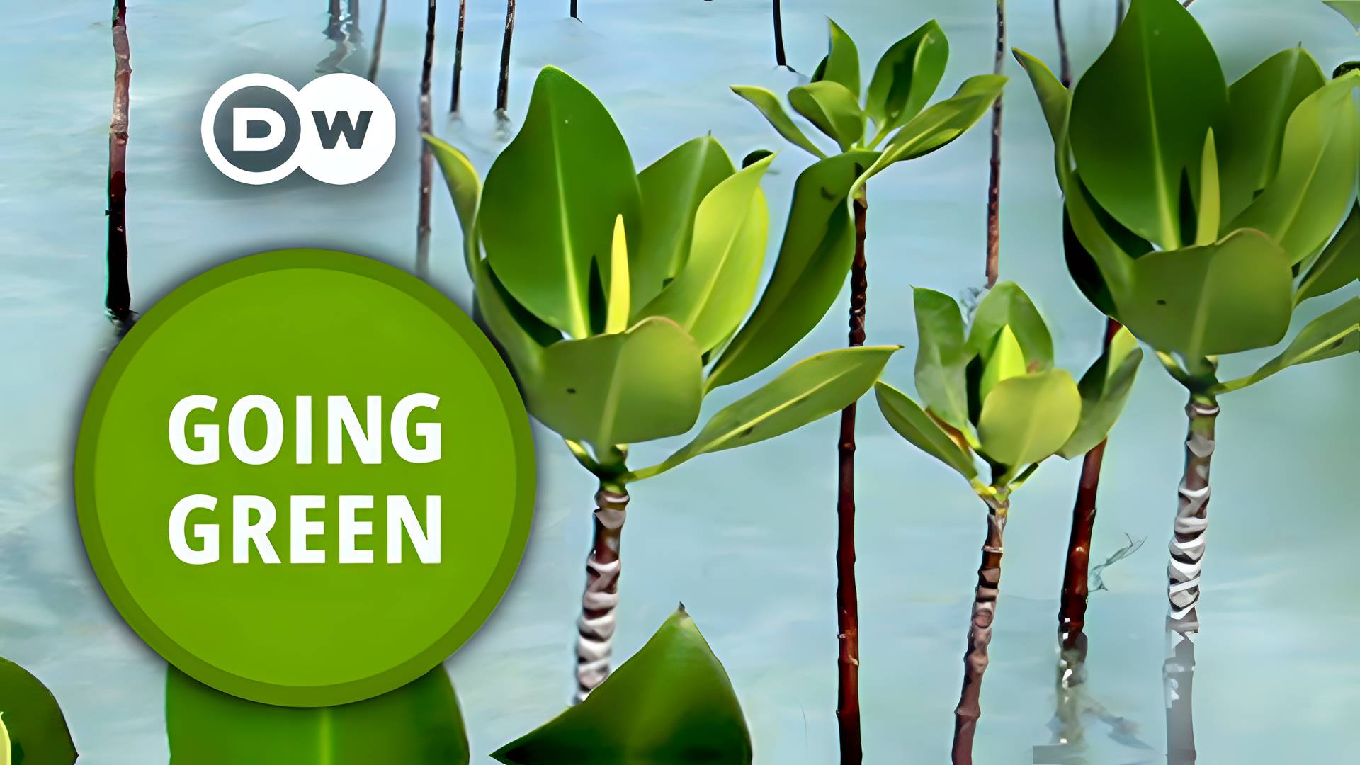 DW English - Going Green