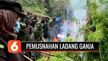 BNN Musnahkan 9 Hektar Ladang Ganja di Aceh Utara | Liputan 6