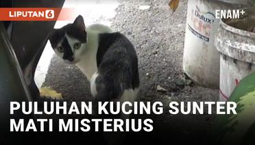 Puluhan Kucing Mati Mendadak di Sunter Agung
