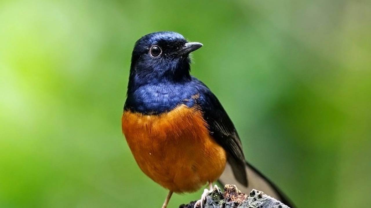 BURUNG TAKUT SAMA APA? Vidio