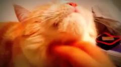 Video Kucing Lucu Banget Bikin Ngakak Dikadalin Majikan
