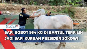 Sapi Bobot 934 Kg di Bantul Terpilih Jadi Sapi Kurban Presiden Jokowi