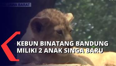 Baha dan Gia, 2 Bayi Singa Baru di Kebun Binatang Bandung