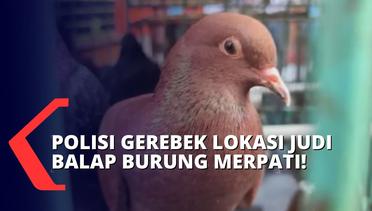Gerebek Lokasi Judi Burung di Surabaya, Polisi Sita Uang Jutaan Rupiah dan Puluhan Burung Merpati!