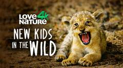 New Kids in the Wild - Love Nature