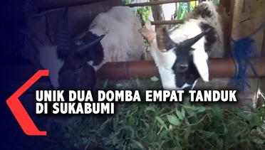 Unik Dua Domba Empat Tanduk Di Sukabumi