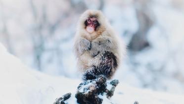 The Snow Monkey Japan.