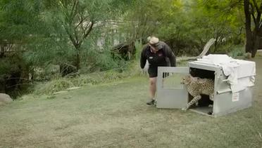 Unik, Lomba Lari Cheetah dan Anjing