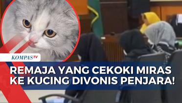 3 Remaja yang Cekoki Miras ke Kucing Divonis 2 Bulan Penjara! Ini Putusan PN Padang