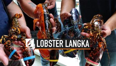  Langka, Lobster Ini Punya 2 Warna Berbeda di Tubuhnya
