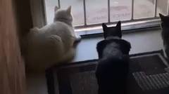 Video Lucu Kucing Fokus dengan Temannya