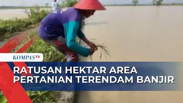 Ratusan Hektar Sawah di Cirebon Terendam Banjir, Petani Merugi Hingga Ratusan Juta Rupiah!