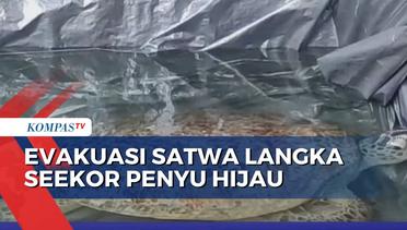 Petugas BPBD Surabaya Evakuasi Satwa Langka Seekor Penyu Hijau